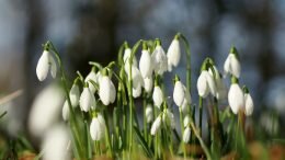 Să aveți o primăvară frumoasă!